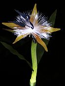 Solar Night Flowers